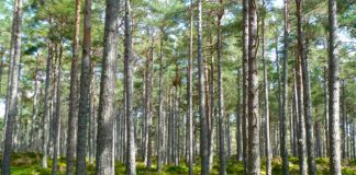 Nasce la Foresta dell’Associazione Italiana Scatolifici