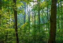 Lecta si allinea al Regolamento Europeo sulla Deforestazione