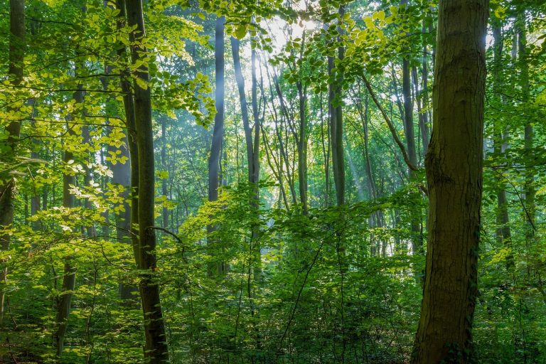Lecta si allinea al Regolamento Europeo sulla Deforestazione